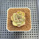 Echeveria 'Black Zaragoza' Hybrid 1"-2" (New Hybrid by Brotherly Farm) Succulent Plant Cutting