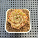 Echeveria Hybrid sp. 1"-2" Hand-Selected Clone (From Brotherly Farm) Succulent Plant Cutting