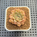 Echeveria Hybrid sp. 1"-2" Hand-Selected Clone (From Brotherly Farm) Succulent Plant Cutting