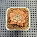 Echeveria Hybrid sp. 1"-2" Hand-Selected Clone (From Brotherly Farm) Succulent Plant Cutting