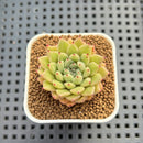 Echeveria Hybrid sp. 1"-2" Hand-Selected Clone (From Brotherly Farm) Succulent Plant Cutting