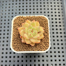 Echeveria Hybrid sp. 1"-2" Hand-Selected Clone (From Brotherly Farm) Succulent Plant Cutting