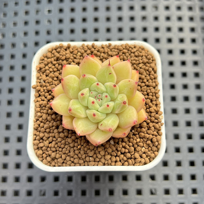 Echeveria Hybrid sp. 1"-2" Hand-Selected Clone (From Brotherly Farm) Succulent Plant Cutting