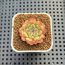 Echeveria Hybrid sp. 1"-2" Hand-Selected Clone (From Brotherly Farm) Succulent Plant Cutting
