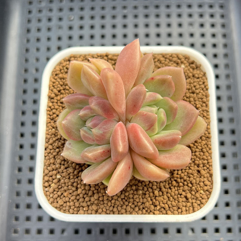 Echeveria Hybrid sp. 1"-2" Hand-Selected Clone (From Brotherly Farm) Succulent Plant Cutting