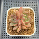 Echeveria Hybrid sp. 1"-2" Hand-Selected Clone (From Brotherly Farm) Succulent Plant Cutting
