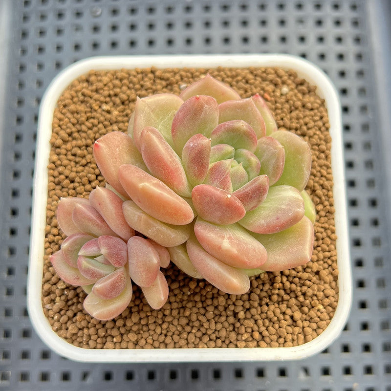 Echeveria Hybrid sp. 1"-2" Hand-Selected Clone (From Brotherly Farm) Succulent Plant Cutting