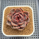 Echeveria Hybrid sp. 1"-2" Hand-Selected Clone (From Brotherly Farm) Succulent Plant Cutting