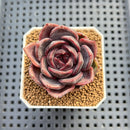Echeveria Hybrid sp. 1"-2" Hand-Selected Clone (From Brotherly Farm) Succulent Plant Cutting