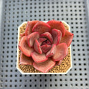 Echeveria Hybrid sp. 1"-2" Hand-Selected Clone (From Brotherly Farm) Succulent Plant Cutting