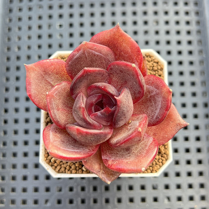 Echeveria Hybrid sp. 1"-2" Hand-Selected Clone (From Brotherly Farm) Succulent Plant Cutting