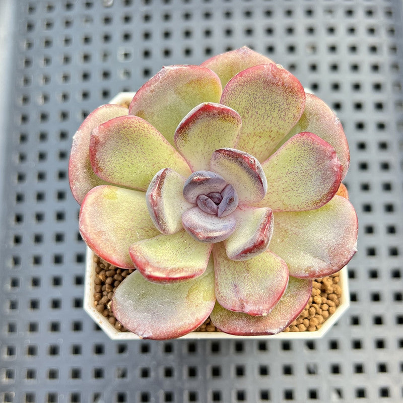 Echeveria Hybrid sp. 1"-2" Hand-Selected Clone (From Brotherly Farm) Succulent Plant Cutting