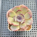 Echeveria Hybrid sp. 1"-2" Hand-Selected Clone (From Brotherly Farm) Succulent Plant Cutting