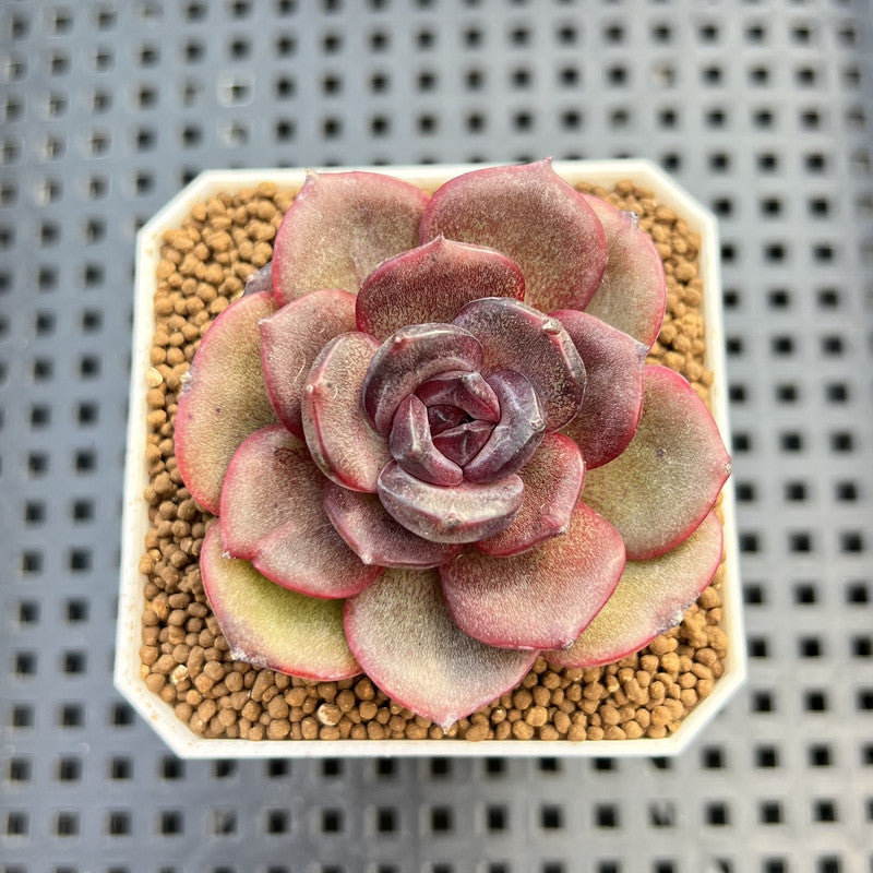 Echeveria Hybrid sp. 1"-2" Hand-Selected Clone (From Brotherly Farm) Succulent Plant Cutting