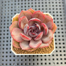 Echeveria Hybrid sp. 1"-2" Hand-Selected Clone (From Brotherly Farm) Succulent Plant Cutting