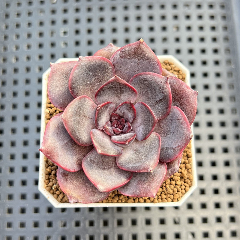 Echeveria Hybrid sp. 1"-2" Hand-Selected Clone (From Brotherly Farm) Succulent Plant Cutting