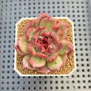 Echeveria Hybrid sp. 1"-2" Hand-Selected Clone (From Brotherly Farm) Succulent Plant Cutting