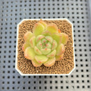 Echeveria Hybrid sp. 1"-2" Hand-Selected Clone (From Brotherly Farm) Succulent Plant Cutting