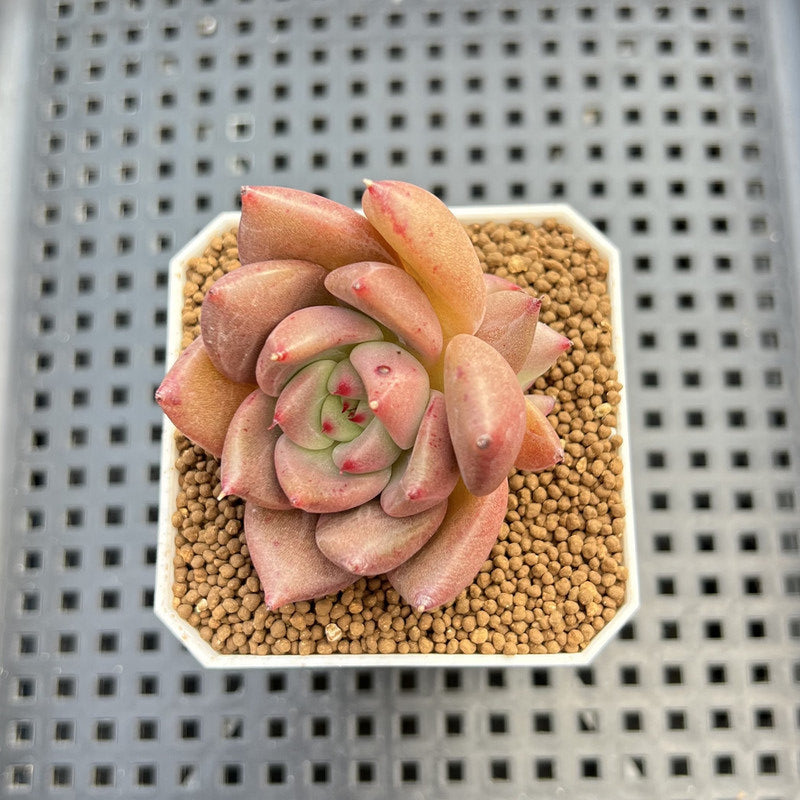 Echeveria Hybrid sp. 1"-2" Hand-Selected Clone (From Brotherly Farm) Succulent Plant Cutting