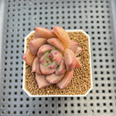 Echeveria Hybrid sp. 1"-2" Hand-Selected Clone (From Brotherly Farm) Succulent Plant Cutting