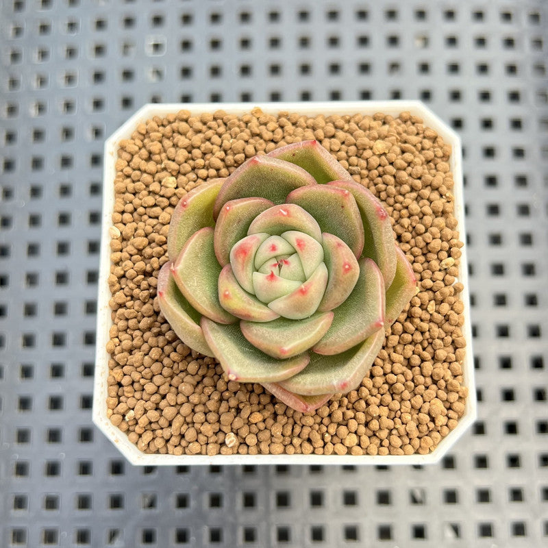 Echeveria Hybrid sp. 1"-2" Hand-Selected Clone (From Brotherly Farm) Succulent Plant Cutting