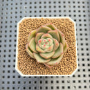 Echeveria Hybrid sp. 1"-2" Hand-Selected Clone (From Brotherly Farm) Succulent Plant Cutting
