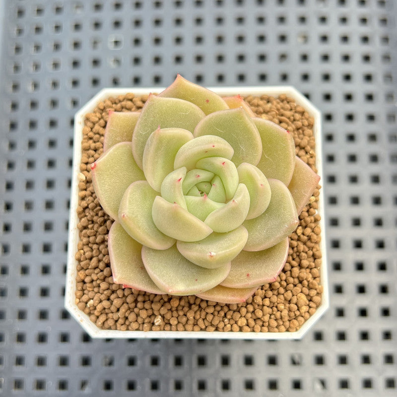 Echeveria Hybrid sp. 1"-2" Hand-Selected Clone (From Brotherly Farm) Succulent Plant Cutting
