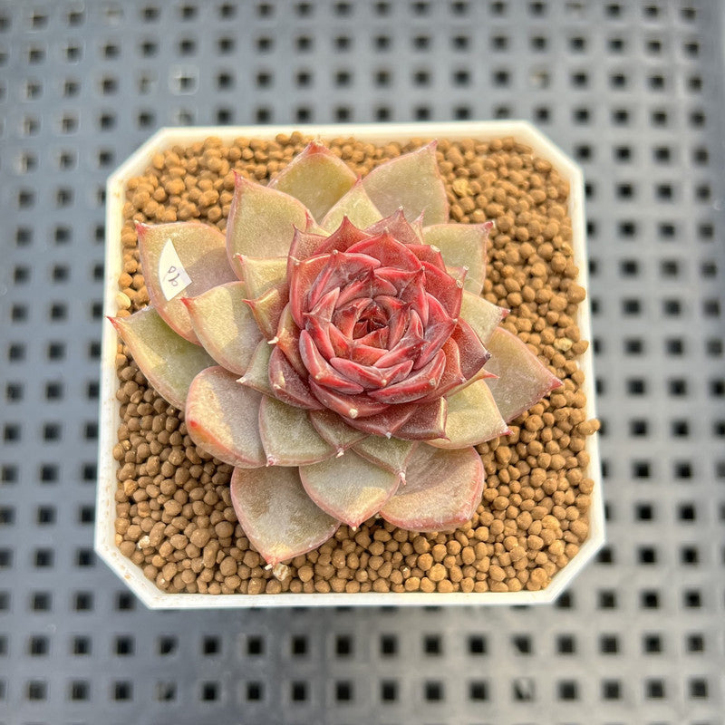 Echeveria 'Dream Catcher' 2" (New Hybrid by Brotherly Farm) Succulent Plant Cutting