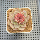 Echeveria 'Dream Catcher' 2" (New Hybrid by Brotherly Farm) Succulent Plant Cutting
