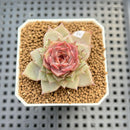 Echeveria 'Dream Catcher' 2" (New Hybrid by Brotherly Farm) Succulent Plant Cutting