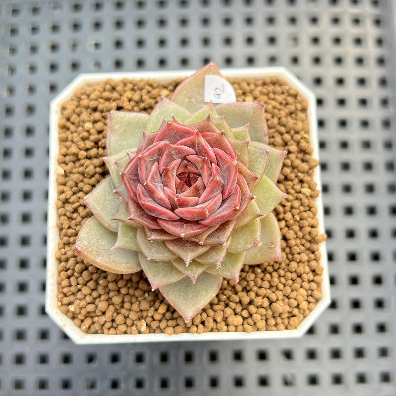 Echeveria 'Dream Catcher' 2" (New Hybrid by Brotherly Farm) Succulent Plant Cutting