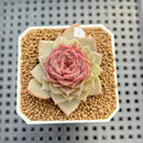 Echeveria 'Dream Catcher' 2" (New Hybrid by Brotherly Farm) Succulent Plant Cutting