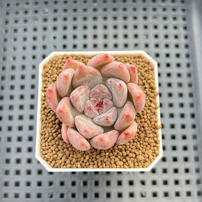 Echeveria Hybrid sp. 1"-2" Hand-Selected Clone (From Brotherly Farm) Succulent Plant Cutting