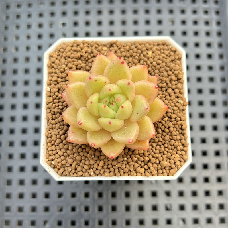 Echeveria Hybrid sp. 1"-2" Hand-Selected Clone (From Brotherly Farm) Succulent Plant Cutting