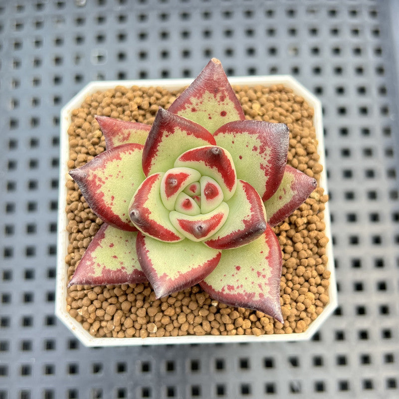 Echeveria Hybrid sp. 1"-2" Hand-Selected Clone (From Brotherly Farm) Succulent Plant Cutting