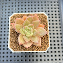 Echeveria Hybrid sp. 1"-2" Hand-Selected Clone (From Brotherly Farm) Succulent Plant Cutting