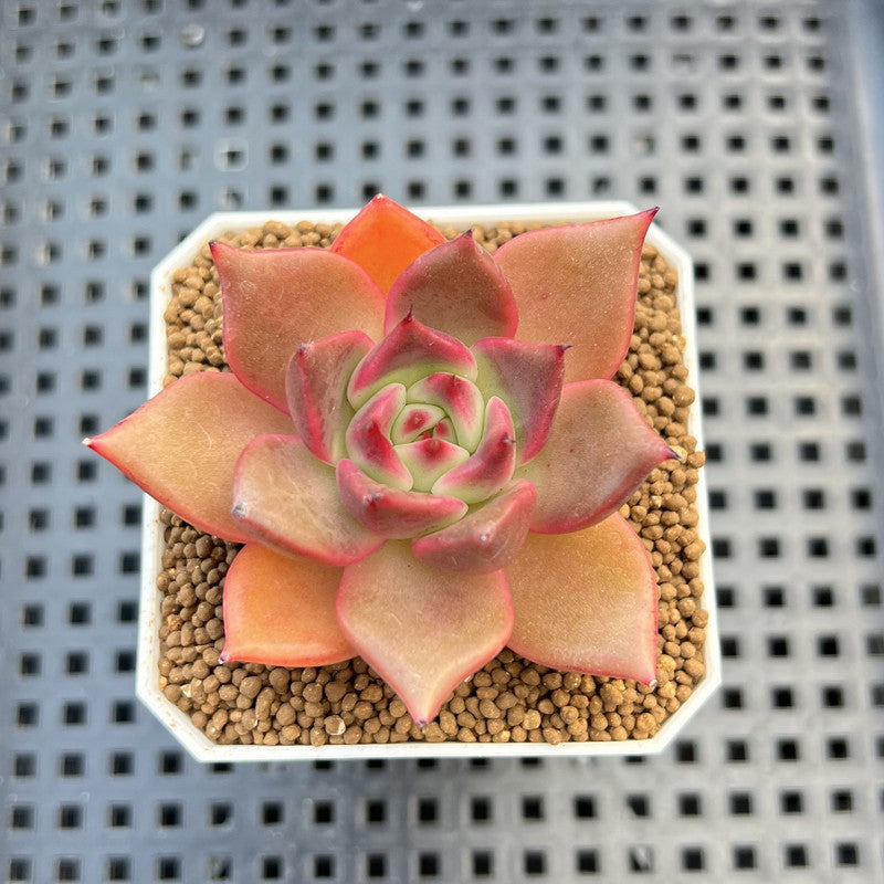 Echeveria Hybrid sp. 1"-2" Hand-Selected Clone (From Brotherly Farm) Succulent Plant Cutting