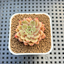 Echeveria Hybrid sp. 1"-2" Hand-Selected Clone (From Brotherly Farm) Succulent Plant Cutting