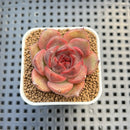 Echeveria Hybrid sp. 1"-2" Hand-Selected Clone (From Brotherly Farm) Succulent Plant Cutting