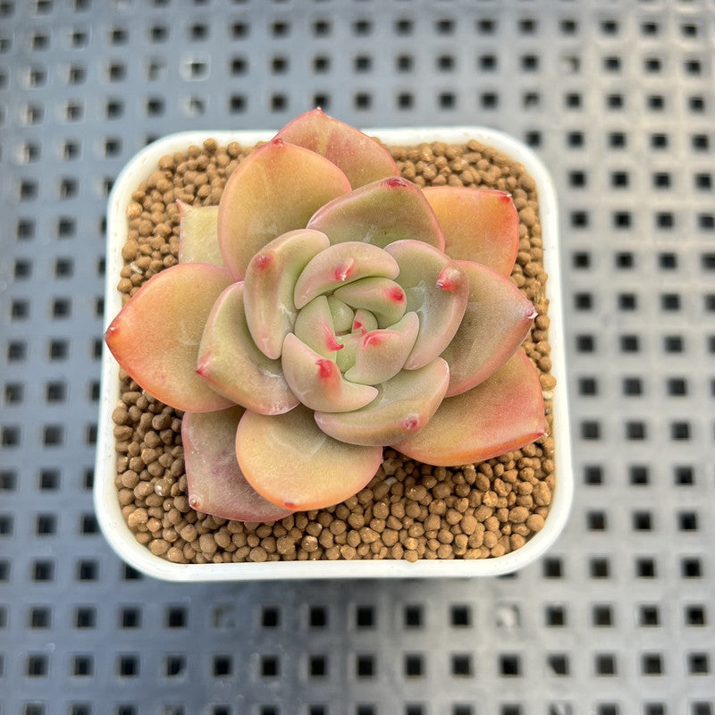 Echeveria Hybrid sp. 1"-2" Hand-Selected Clone (From Brotherly Farm) Succulent Plant Cutting