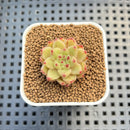 Echeveria Hybrid sp. 1"-2" Hand-Selected Clone (From Brotherly Farm) Succulent Plant Cutting
