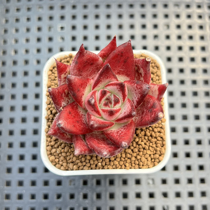 Echeveria Hybrid sp. 1"-2" Hand-Selected Clone (From Brotherly Farm) Succulent Plant Cutting