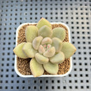 Echeveria Hybrid sp. 1"-2" Hand-Selected Clone (From Brotherly Farm) Succulent Plant Cutting