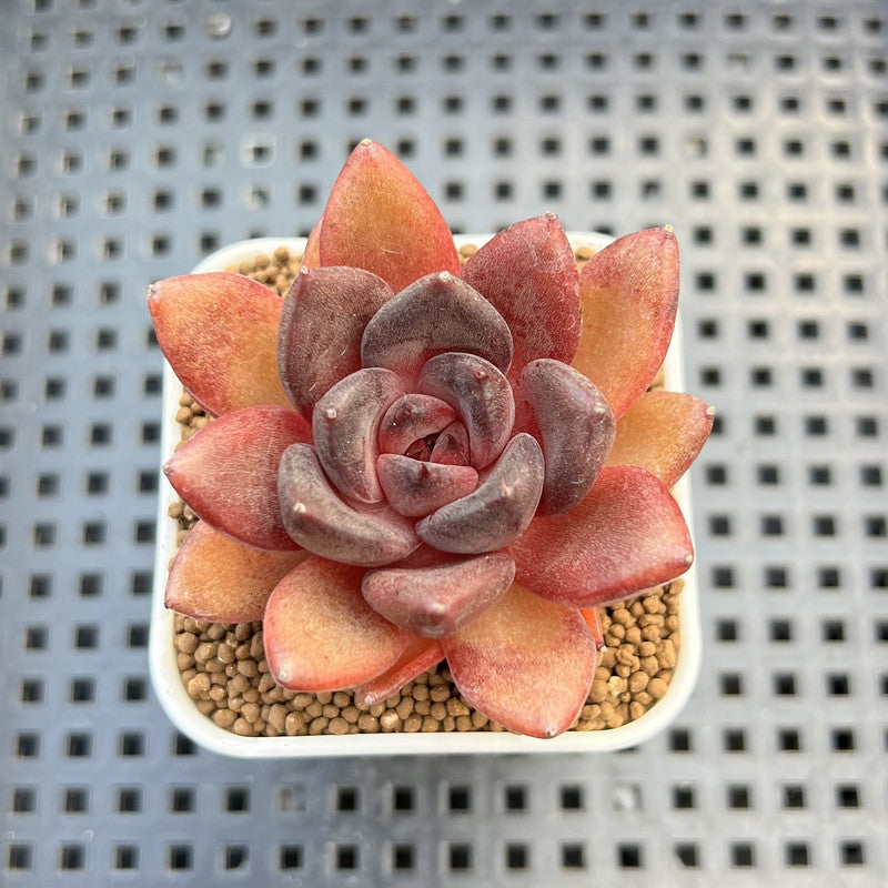 Echeveria Hybrid sp. 1"-2" Hand-Selected Clone (From Brotherly Farm) Succulent Plant Cutting