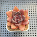 Echeveria Hybrid sp. 1"-2" Hand-Selected Clone (From Brotherly Farm) Succulent Plant Cutting
