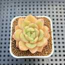 Echeveria Hybrid sp. 1"-2" Hand-Selected Clone (From Brotherly Farm) Succulent Plant Cutting