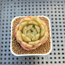 Echeveria Hybrid sp. 1"-2" Hand-Selected Clone (From Brotherly Farm) Succulent Plant Cutting