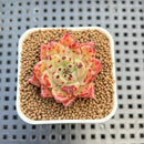 Echeveria Hybrid sp. 1"-2" Hand-Selected Clone (From Brotherly Farm) Succulent Plant Cutting