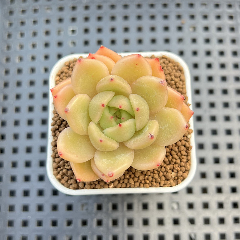 Echeveria Hybrid sp. 1"-2" Hand-Selected Clone (From Brotherly Farm) Succulent Plant Cutting