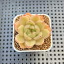 Echeveria Hybrid sp. 1"-2" Hand-Selected Clone (From Brotherly Farm) Succulent Plant Cutting